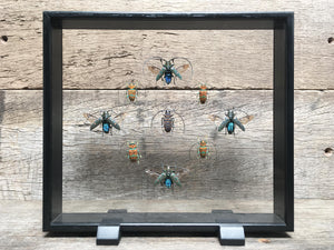 Zographus Vitrine