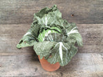 Load image into Gallery viewer, Textile Cabbage
