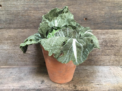 Textile Cabbage