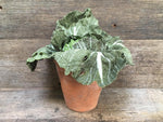 Load image into Gallery viewer, Textile Cabbage
