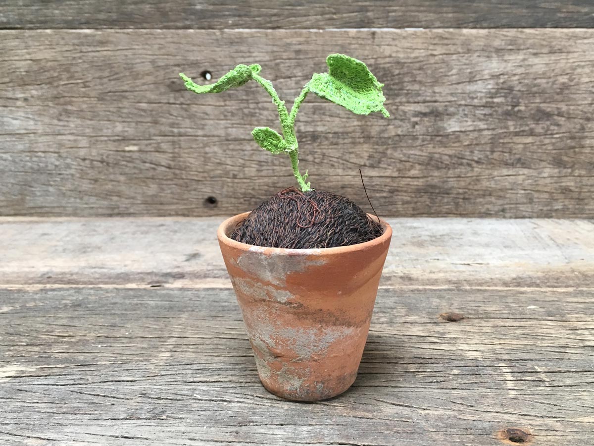 Textile Seedling