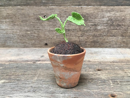 Textile Seedling