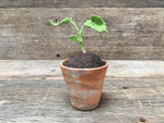 Load image into Gallery viewer, Textile Seedling
