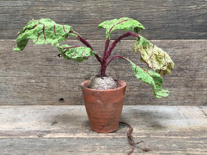 Textile Beetroot, Potted
