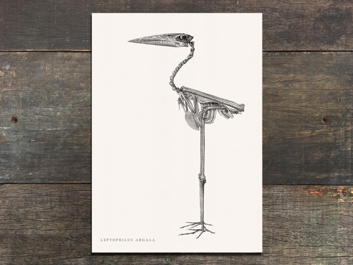 Osteology: Stork