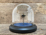 Load image into Gallery viewer, Bombus pascuorum
