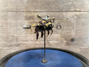 Bombus pascuorum