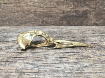 Bird Skull