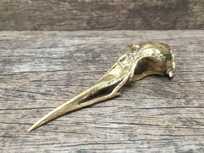 Bird Skull