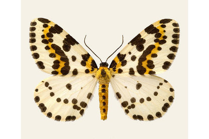 Abraxas grossulariata