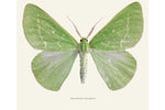 Load image into Gallery viewer, Antonechloris smaragdaria
