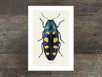 Load image into Gallery viewer, Buprestis octoguttata
