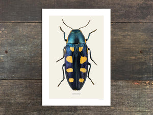 Buprestis octoguttata