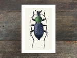 Load image into Gallery viewer, Carabus lafossi
