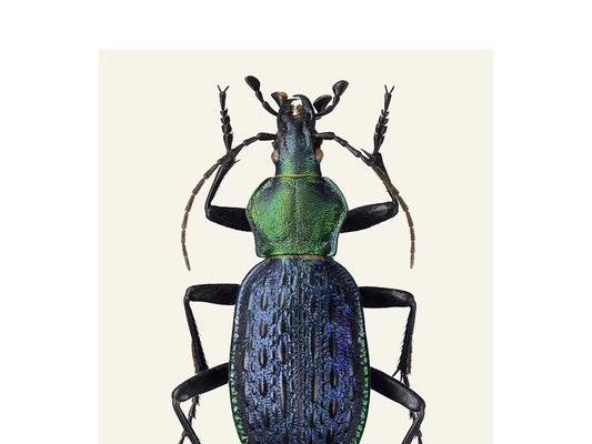 Carabus lafossi