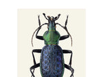 Load image into Gallery viewer, Carabus lafossi
