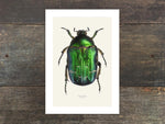 Load image into Gallery viewer, Cetonia aurata
