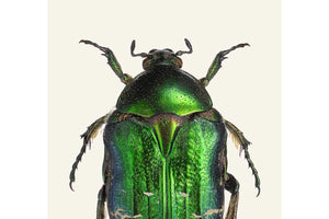 Cetonia aurata