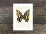 Load image into Gallery viewer, Charaxes jasius

