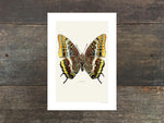 Load image into Gallery viewer, Charaxes jasius
