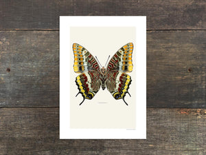 Charaxes jasius