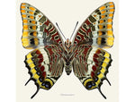 Load image into Gallery viewer, Charaxes jasius
