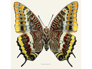 Charaxes jasius