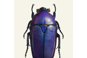 Chlorocala africana oertzeni