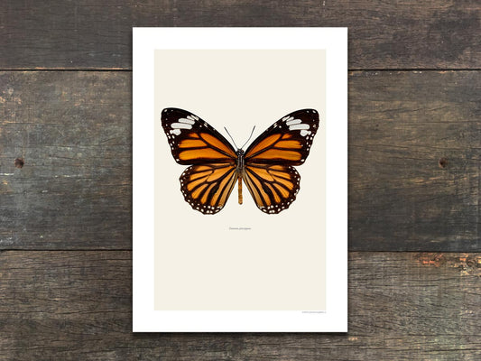 Danaus plexippus
