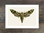 Load image into Gallery viewer, Daphnis nerii
