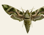 Load image into Gallery viewer, Daphnis nerii
