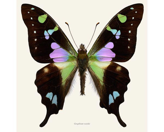 Graphium weiskei