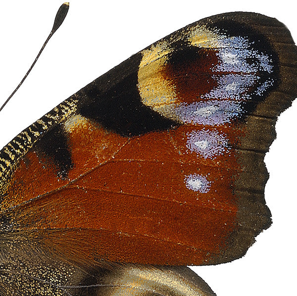 Inachis io