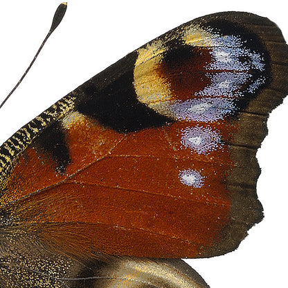 Inachis io