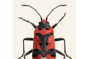 Lygaeus equestris