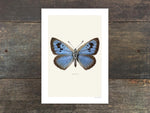 Load image into Gallery viewer, Maculinea arion
