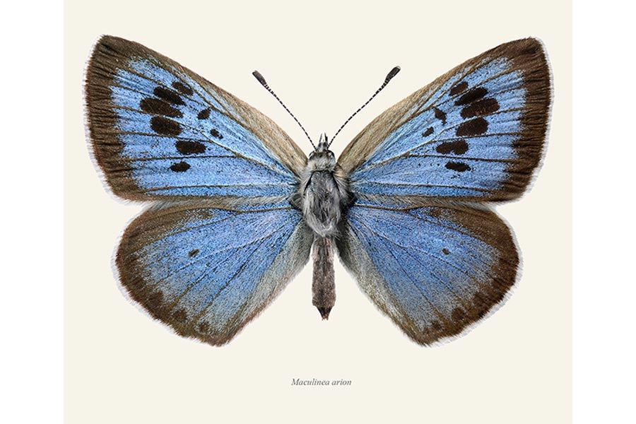 Maculinea arion