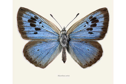 Maculinea arion
