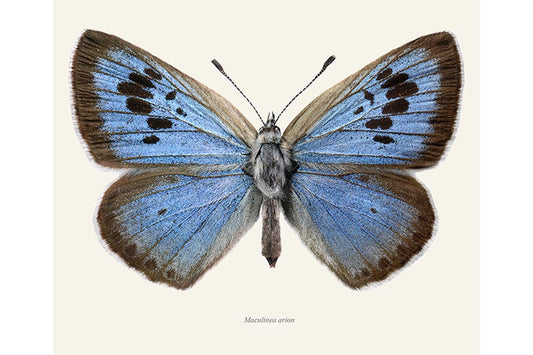 Maculinea arion