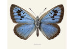 Load image into Gallery viewer, Maculinea arion
