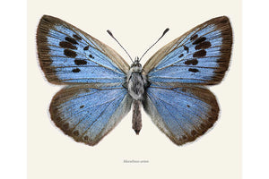 Maculinea arion