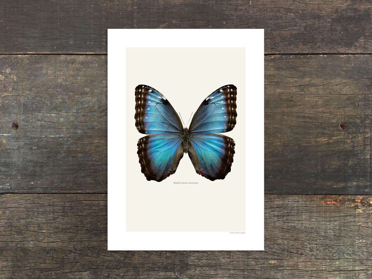 Morpho helenor