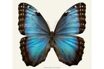 Load image into Gallery viewer, Morpho helenor
