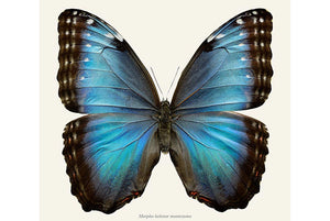 Morpho helenor