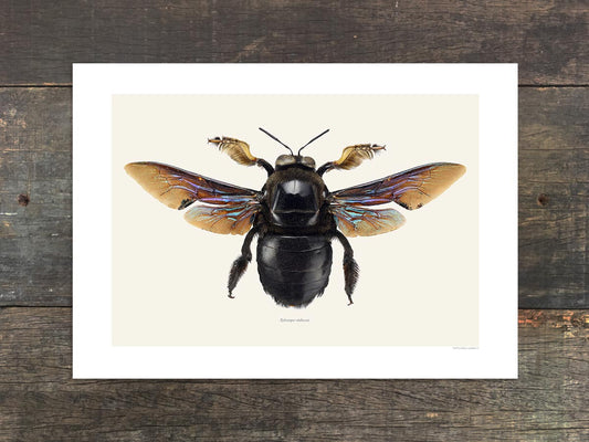 Xylocopa violacea