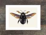 Load image into Gallery viewer, Xylocopa violacea

