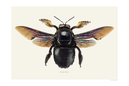 Xylocopa violacea