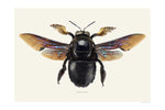 Load image into Gallery viewer, Xylocopa violacea
