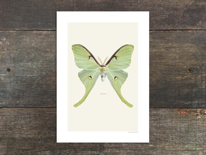Actias luna