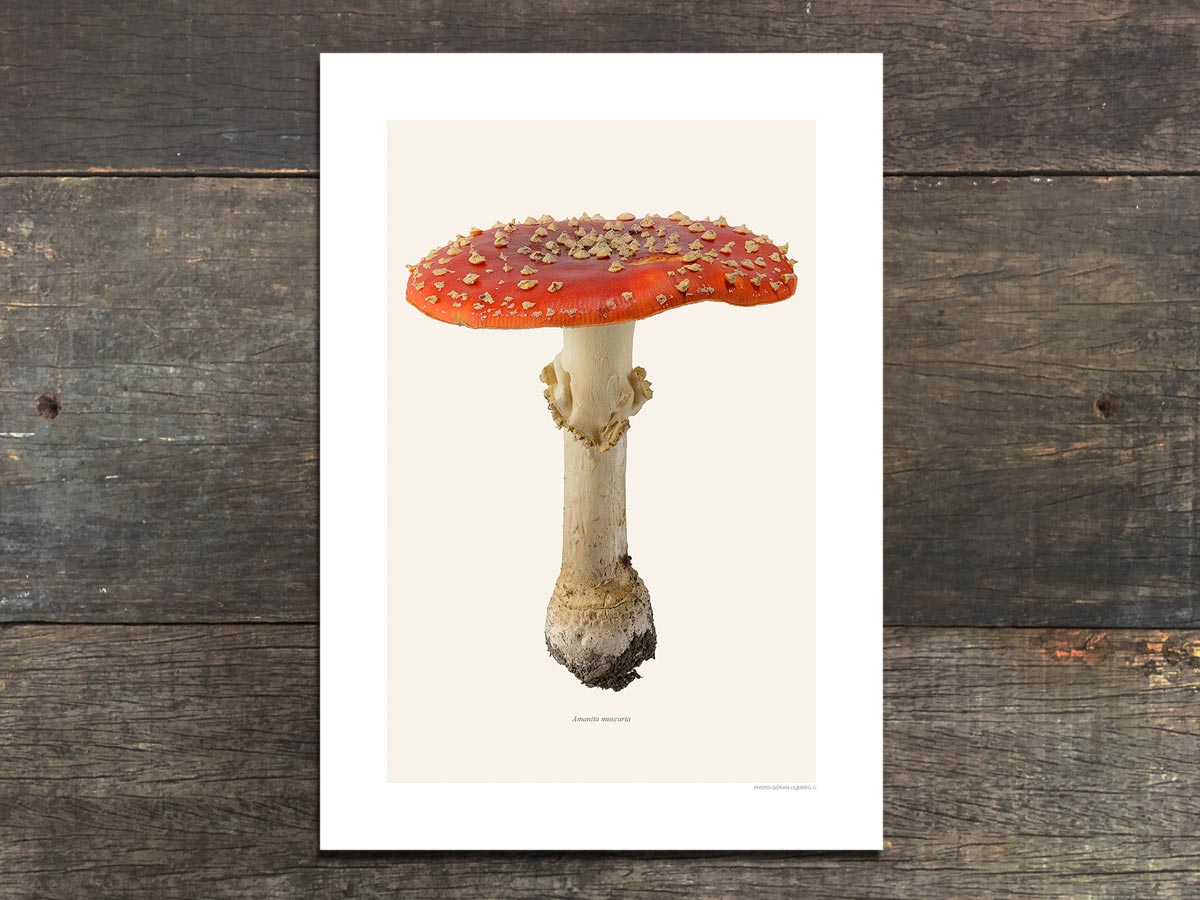 Amanita muscaria